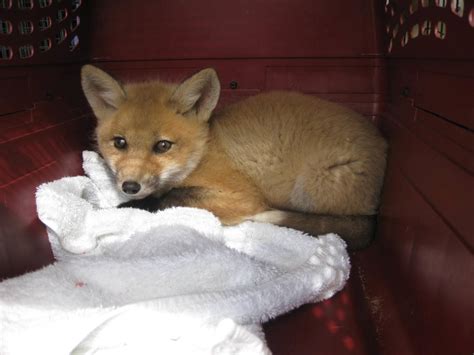 Baby Fox Rescue Alta Tollhaus