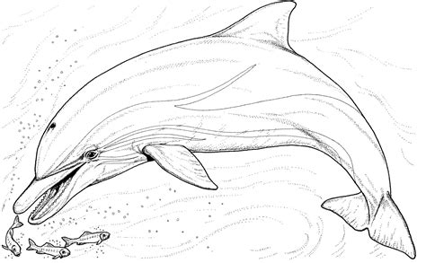 146 Dessins De Coloriage Dauphin à Imprimer Sur Page 7