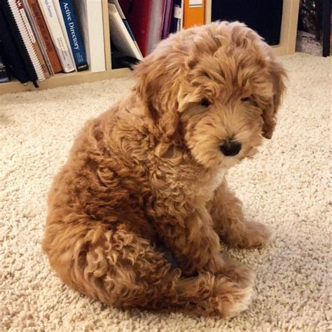 Labradoodle Labrador Retriever And Poodle Mix Info Pictures Facts