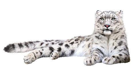 Snow leopard Felidae Cat Whiskers - leopard png download - 1280*699 - Free Transparent Snow ...
