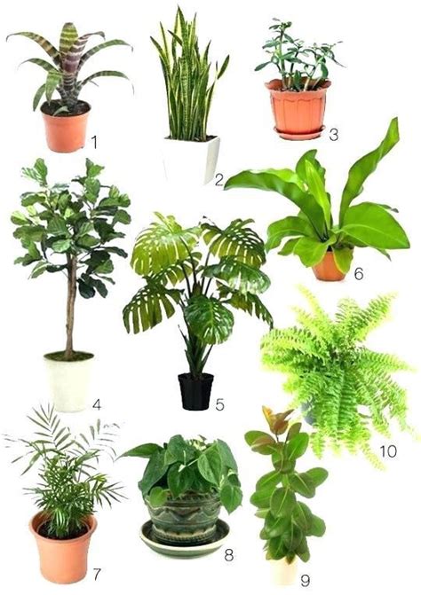 Best Office Plants No Sunlight Indoor Flowering Low Light Plants For