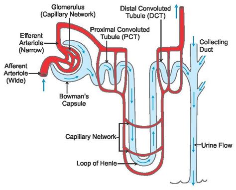 Draw A Well Labelled Diagram Of Nephron Porn Sex Picture