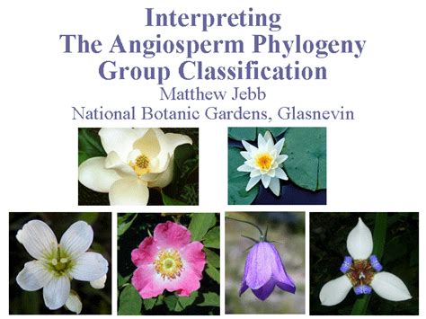 Angiosperm Phylogeny Group Classification Plantnetwork