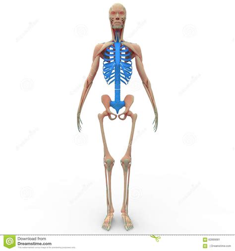 That's your thoracic cage—or rib cage, as it's more commonly known—pressing up against your hands. Human Skeleton Ribs Stock Illustration - Image: 62899681