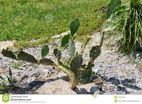 Venta de cactus, suculentas, maceteros y accesorios, recuerdos para eventos, regalos para invitados, regalos publicitarios. Cactus (mamillosa) De Echinopsis La Florida Admitida ...
