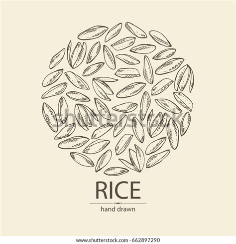 Background Grain Rice Vector Hand Drawn Stock Vector Royalty Free