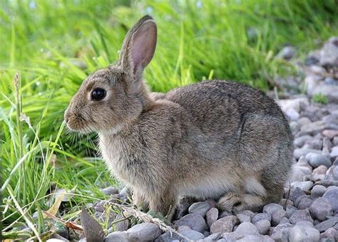 Lagomorfos Ibéricos Diferencias Entre Conejo Y Liebre Bastión Salvaje