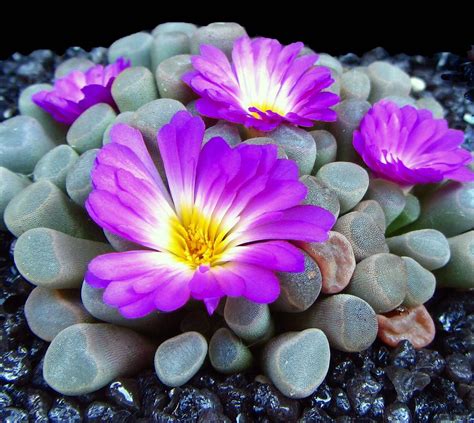 Succulent Frithia Pulchra Baby Toes Succulent Pots Cacti And