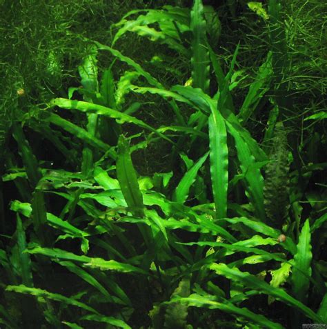 What are easy (best) aquarium plants. Cryptocoryne Spiralis - Freshwater Live Aquarium Plant ...