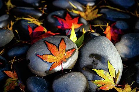Autumn Leaves On River Rocks Autumn Leaves River Rock Acrylic Prints