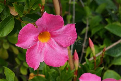 Trumpet Shaped Pink Tropical Flower With Yellow Flower Center Growing
