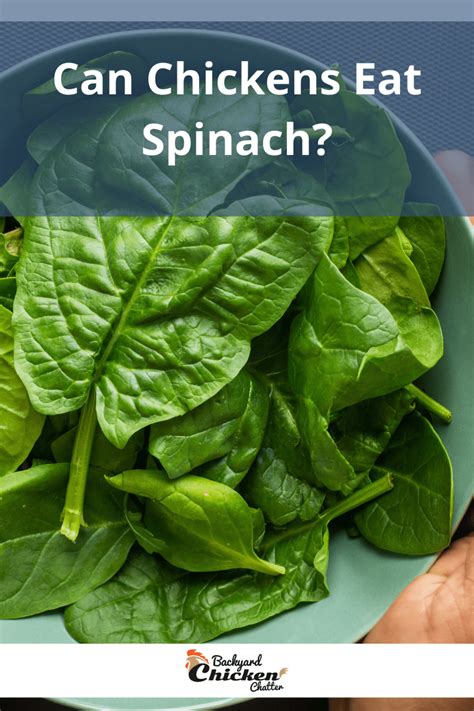Spinach is healthy food and one you can easily eat everyday without concern. Can Chickens Eat Spinach?