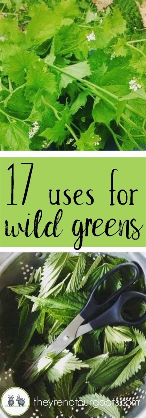 Seventeen Ways To Use Wild Greens Theyre Not Our Goats Edible Wild