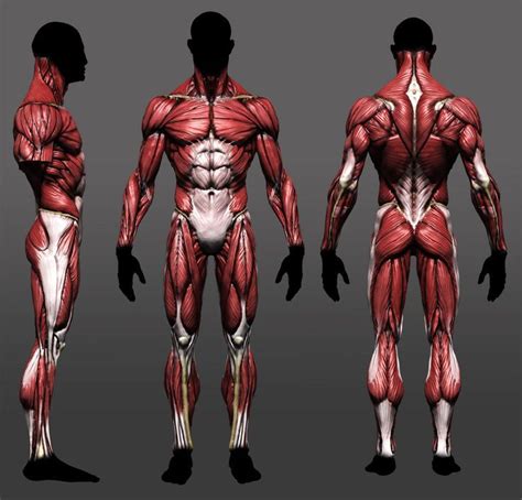 Image Result For Stylized Muscle Study Anatomy Reference Anatomy For