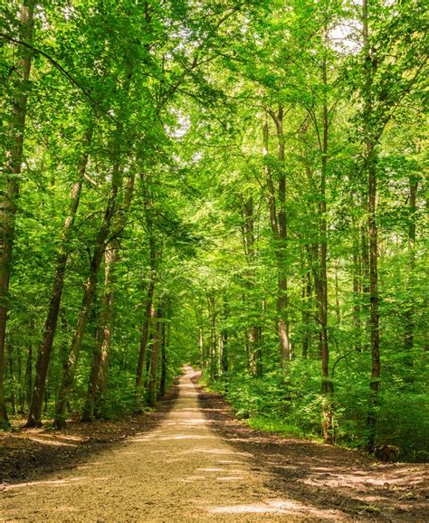 Beautiful Nature Background With Path In Green Forest Stock Photo
