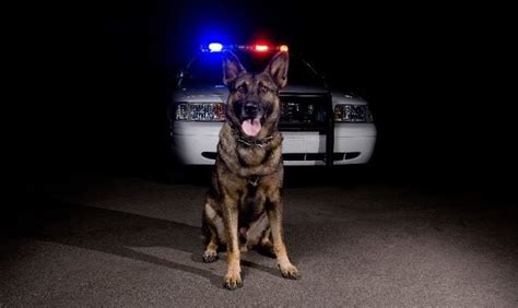 Badass Dogs Police Dogs Prudent Pet Insurance