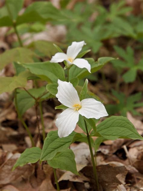 Gorgeous Pure White Trillium Flowers On Forest Floor Stock Photo