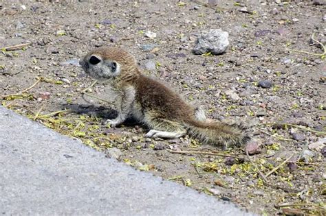 Round Tailed Ground Squirrel Facts Diet Habitat And Pictures On