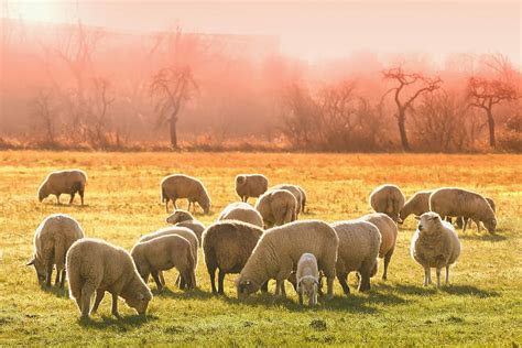 Hd Wallpaper Herd Of Sheep Animal Flock Of Sheep Meadow Graze