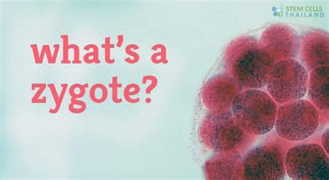 Plants have a rigid cell wall made of cellulose, and fungi one of chitin. Zygote Formation in Humans