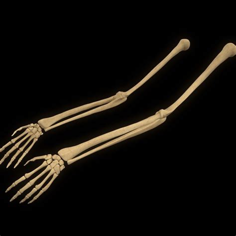 3d Model Hand Arm Bone Anatomy Turbosquid 1398417