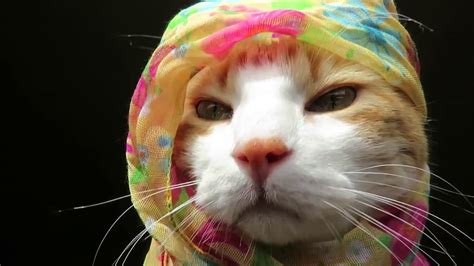 Beautiful Cat Wearing Scarves Youtube