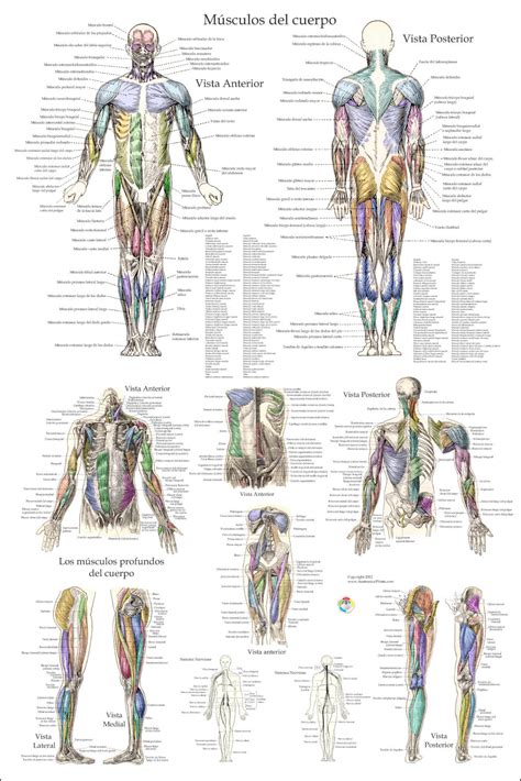 149 best skeletal muscle images in 2017 muscle tissue. Muscle Anatomy Poster in Spanish
