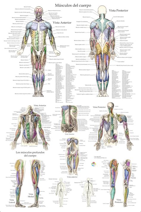 .back chart shows how the many layers of muscle in the shoulder and back are intertwined with of the back muscles, the doral muscles, subclavius muscles, rhomboideus major and minor muscles. Muscle Anatomy Poster in Spanish