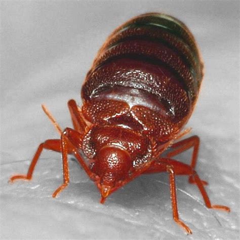 Bed Bugs Pest Control Service At Rs 1square Feet In Pathankot