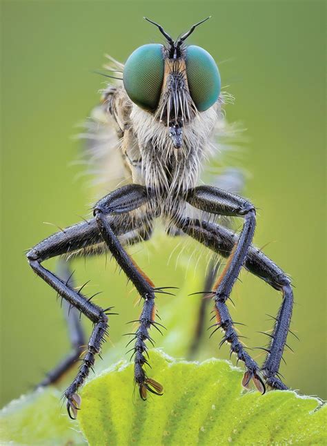 30 Close Up Photos Of Insects That Will Amaze You Wow Gallery Ebaum