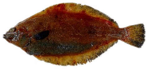 Additional types of fishing gear include handlines buying tips: Restaurant Database: FLAT FISH