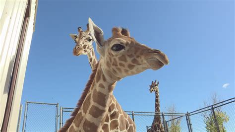 Baby Giraffe Born At World Wildlife Zoo