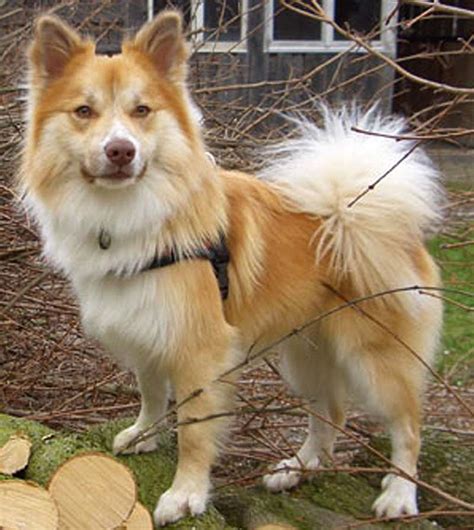 Know icelandic sheepdog's kid friendliness, behavior and temperament before you own them. Iceland Sheepdog - Icelandic Sheepdog - Information and ...