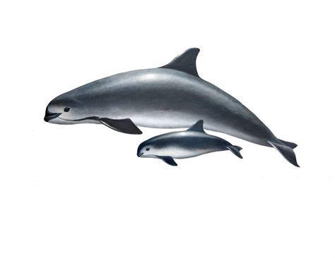Vaquita species wwf from files.worldwildlife.org the vaquita is the world's most endangered marine mammal. Aquarium of the Pacific | Conservation | Vaquita Marina ...