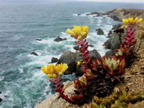 Plant Life Along The Coast Ocean Waves Plants Colors