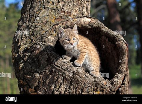 Bobcat Lynx Rufus Kitten Eight Weeks In Its Den Captive Montana