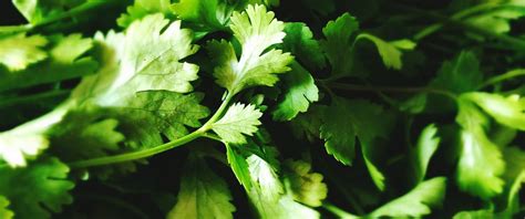 What You Need To Know About Outbreak Linked To Cilantro Abc News