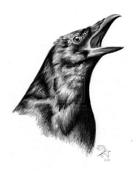 Calling Crow Sketch By Vermillion Ravyn On Deviantart Crow Crows Drawing