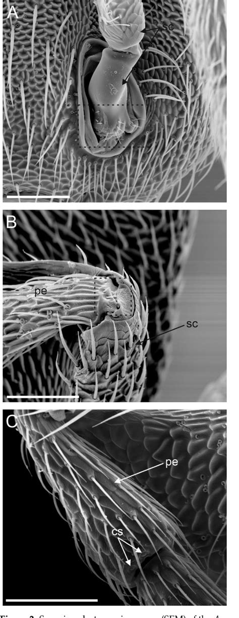 Figure From The Antennal Sensory Structures Of Female Anagyrus Vladimiri Hymenoptera