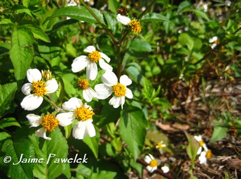 As gardeners, we can do our part to help keep these important pollinators well fed. Best Bee Plants - NE Florida's Native Bees
