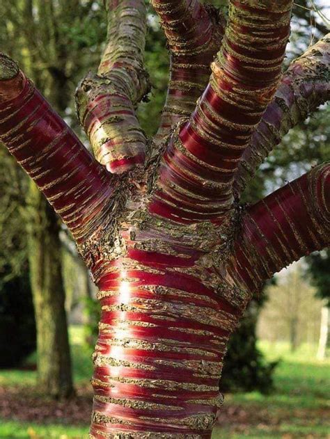 The Paperbark Cherry Or Tibetan Cherry Tree Is Known For Its Stunning