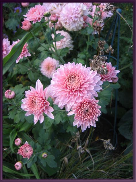 Maybe you would like to learn more about one of these? Chrysanthemum | Blumen, Garten