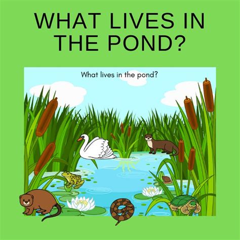 What Lives In The Pond