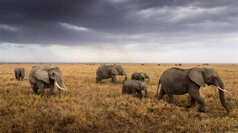 Wallpaper Africa Tanzania Serengeti National Park Grass Elephants