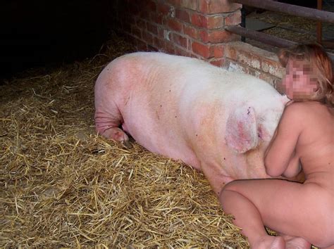 Stories Of Girl Having Sex With A Pig Hq Photo Porno