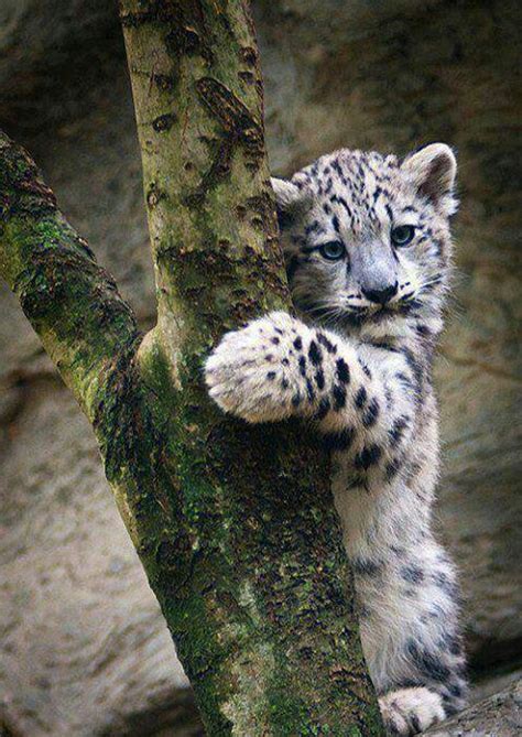 Snow Leopard Cub Anythinggoespics