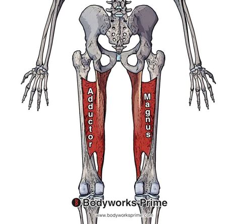 Adductor Magnus Muscle Anatomy Bodyworks Prime