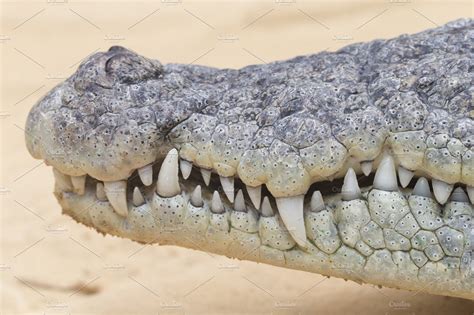 Crocodile Mouth High Quality Animal Stock Photos Creative Market