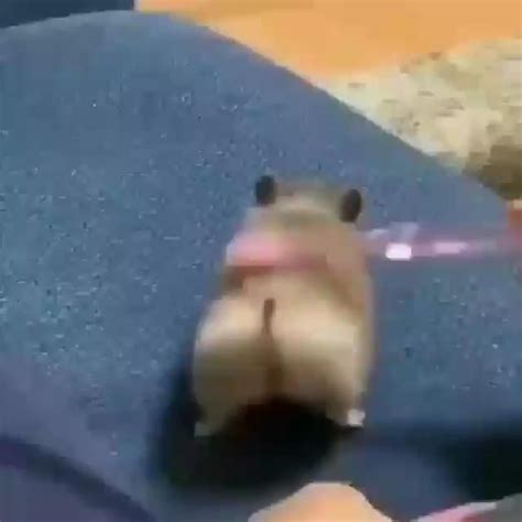 Do You Want A Hamster Like This I Want It Video In 2020
