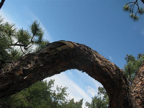 Pinus Ponderosa Yamadori Colorado Rocky Mountain Bonsai Suiseki